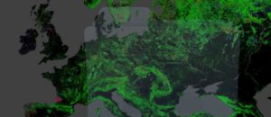 Foresta, bosco e albero: non li amiamo Foresta, bosco e albero: non li amiamo
