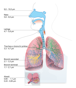 La dimensione di una nanoparticella identifica in quale "vano naturale" essa possa passare.