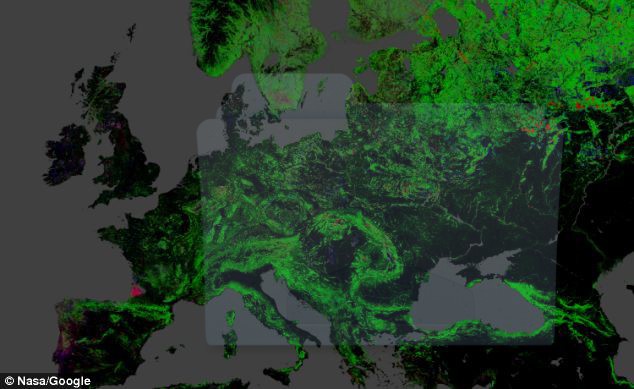 Foresta, bosco e albero: non li amiamo