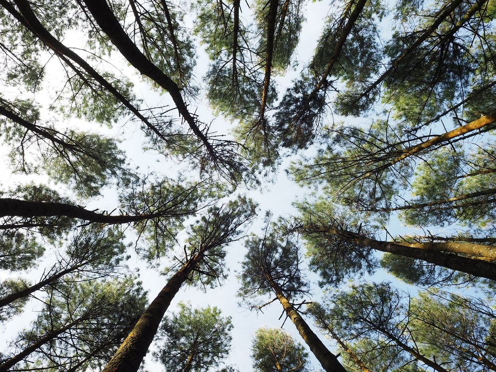 Lo senti anche tu che stai già meglio? Basta la vista di alcuni alberi e il nostro organismo, avido di ossigeno, già si prepara a respirare più lentamente e profondamente.