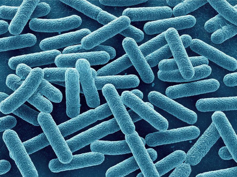 Immagine microscopica di una coltura di Batteri coliformi fecali