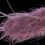 Coliformi fecali ed Escherichia coli: ogni anno la stessa storia