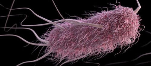 Coliformi fecali ed Escherichia coli: ogni anno la stessa storia