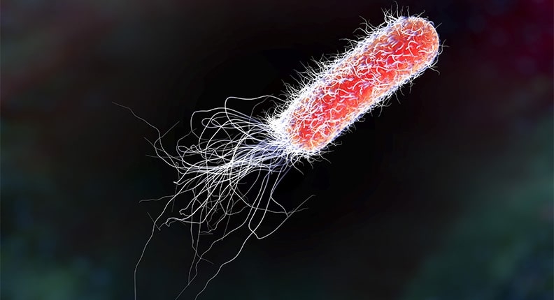 Immagine microscopica del batterio Escherichia Coli, conosciuto anche come Vibrione del Colera.